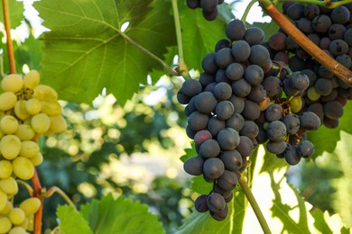 Photo of Ripe juicy grapes growing in vineyard outdoors, closeup