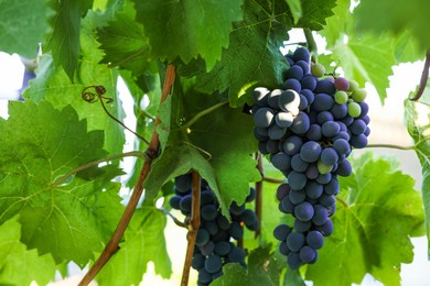 Photo of Fresh grapes growing in vineyard outdoors, closeup