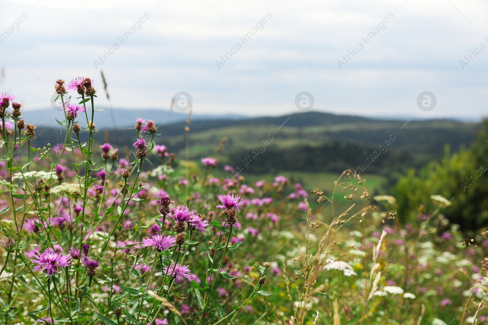 Photo of Many beautiful plants growing outdoors in mountains