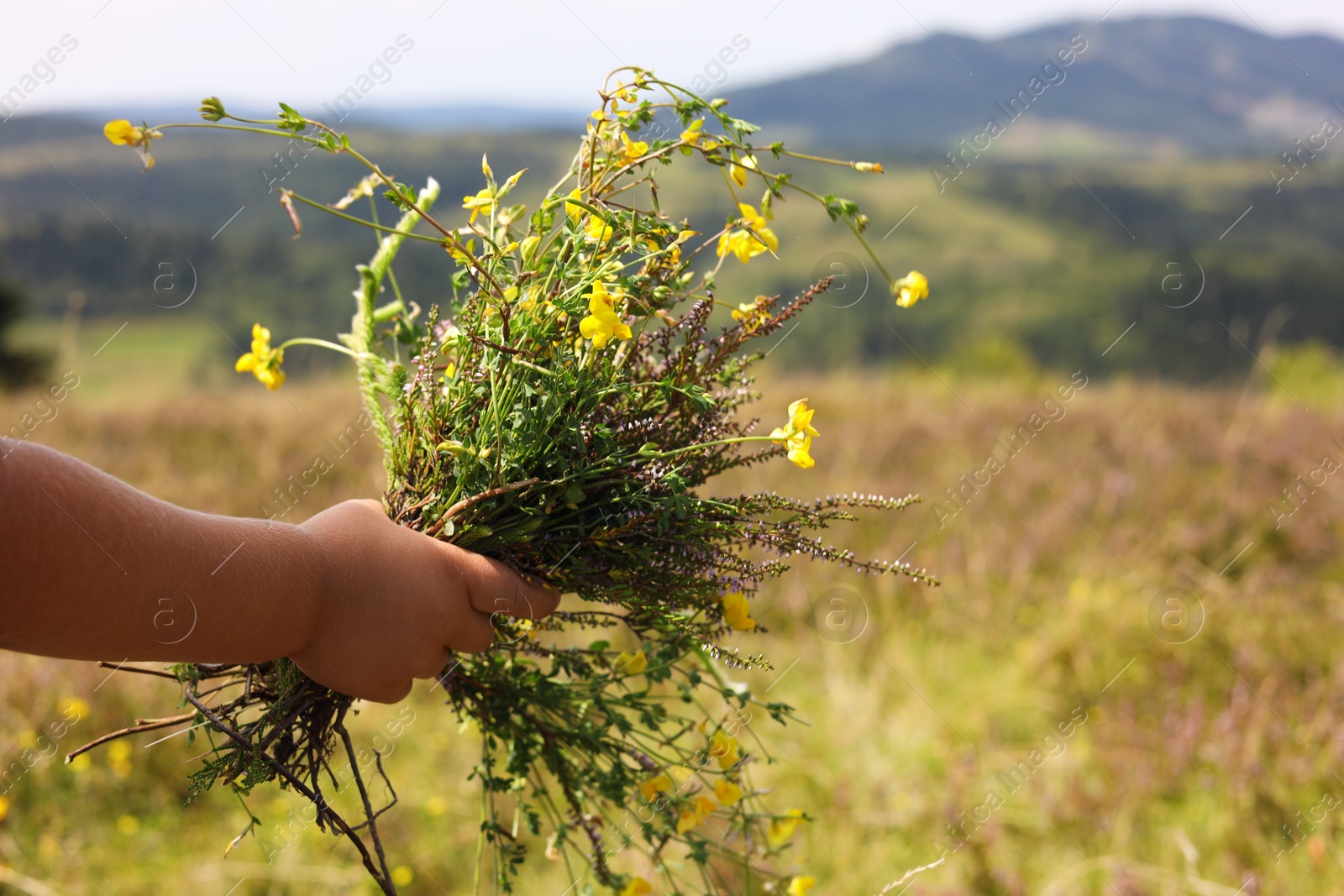 Photo of Little girl with bouquet of wild flowers at field, closeup