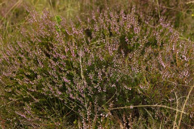 Many beautiful plants with flowers growing outdoors