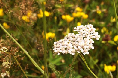 Many beautiful plants with flowers growing outdoors, closeup