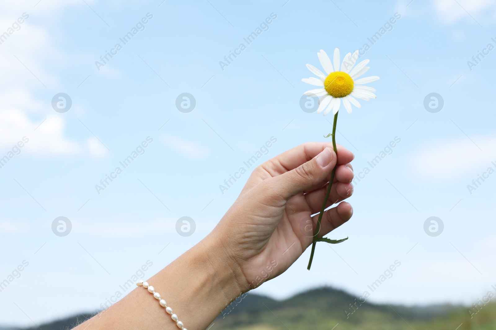 Photo of Woman holding beautiful chamomile flower outdoors, closeup