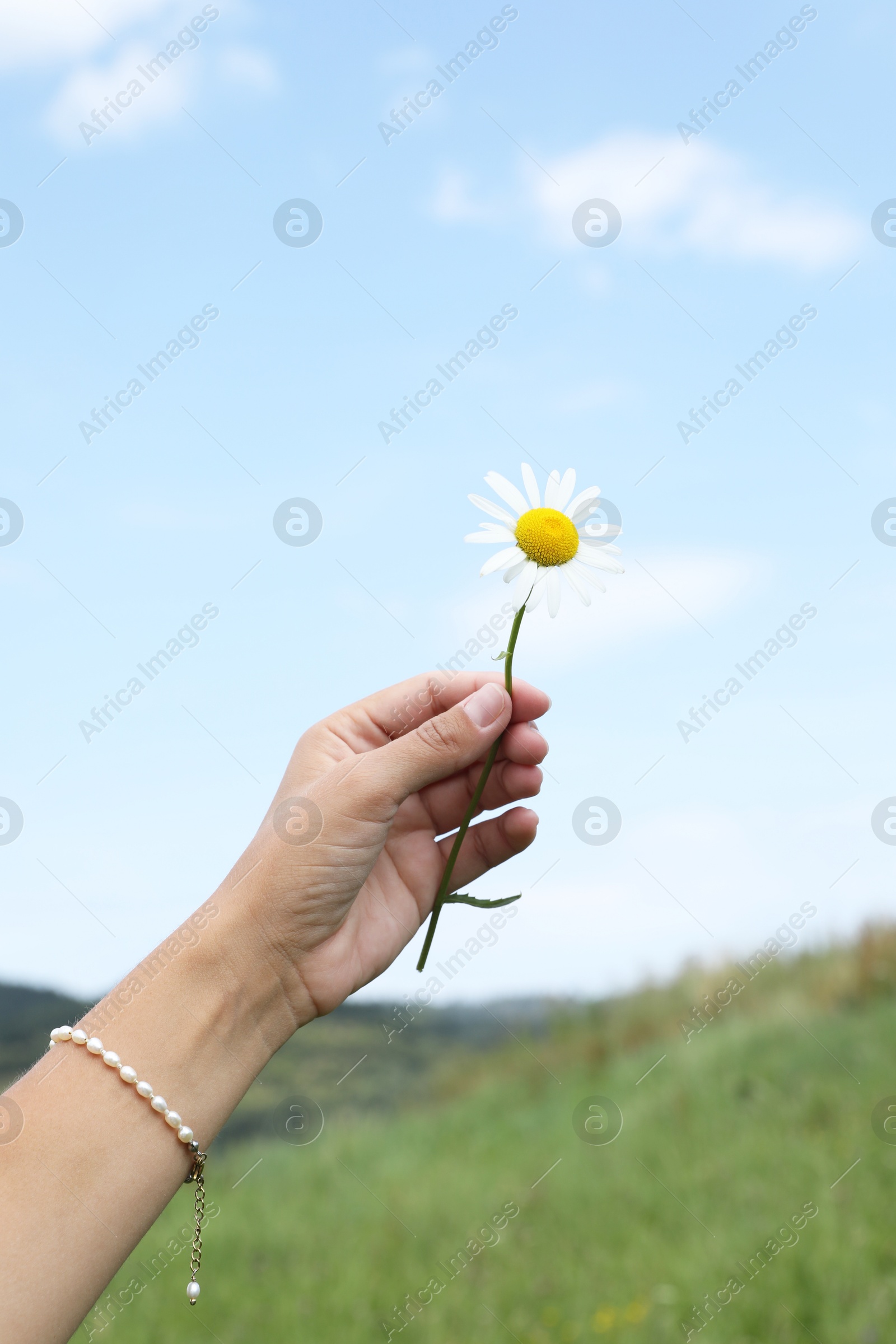 Photo of Woman holding beautiful chamomile flower outdoors, closeup