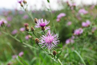 Many beautiful plants with flowers growing outdoors