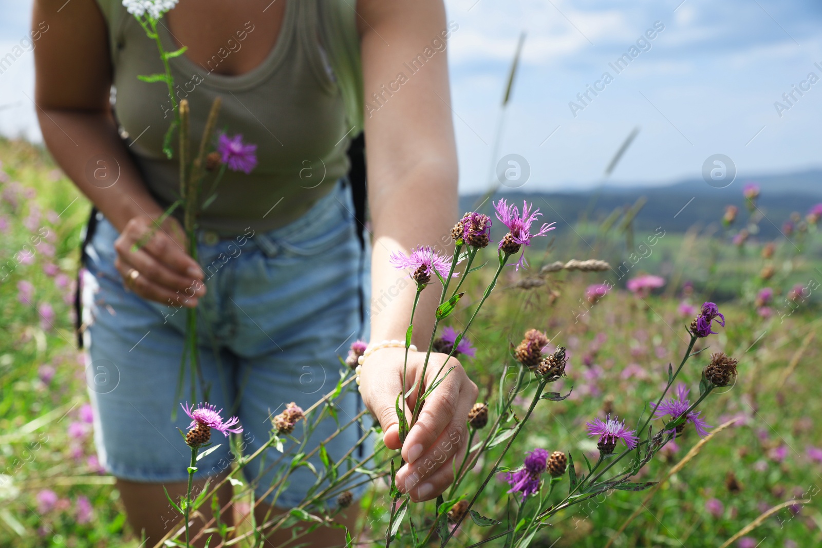 Photo of Woman collecting beautiful wild flowers outdoors, closeup