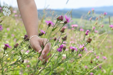 Woman collecting beautiful wild flowers outdoors, closeup