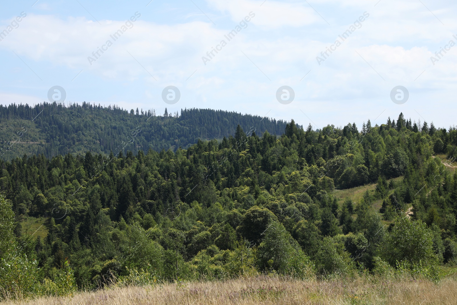 Photo of Beautiful view of forest in mountains under blue sky