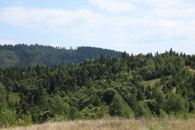 Beautiful view of forest in mountains under blue sky