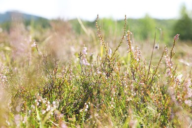 Many beautiful plants with flowers growing outdoors