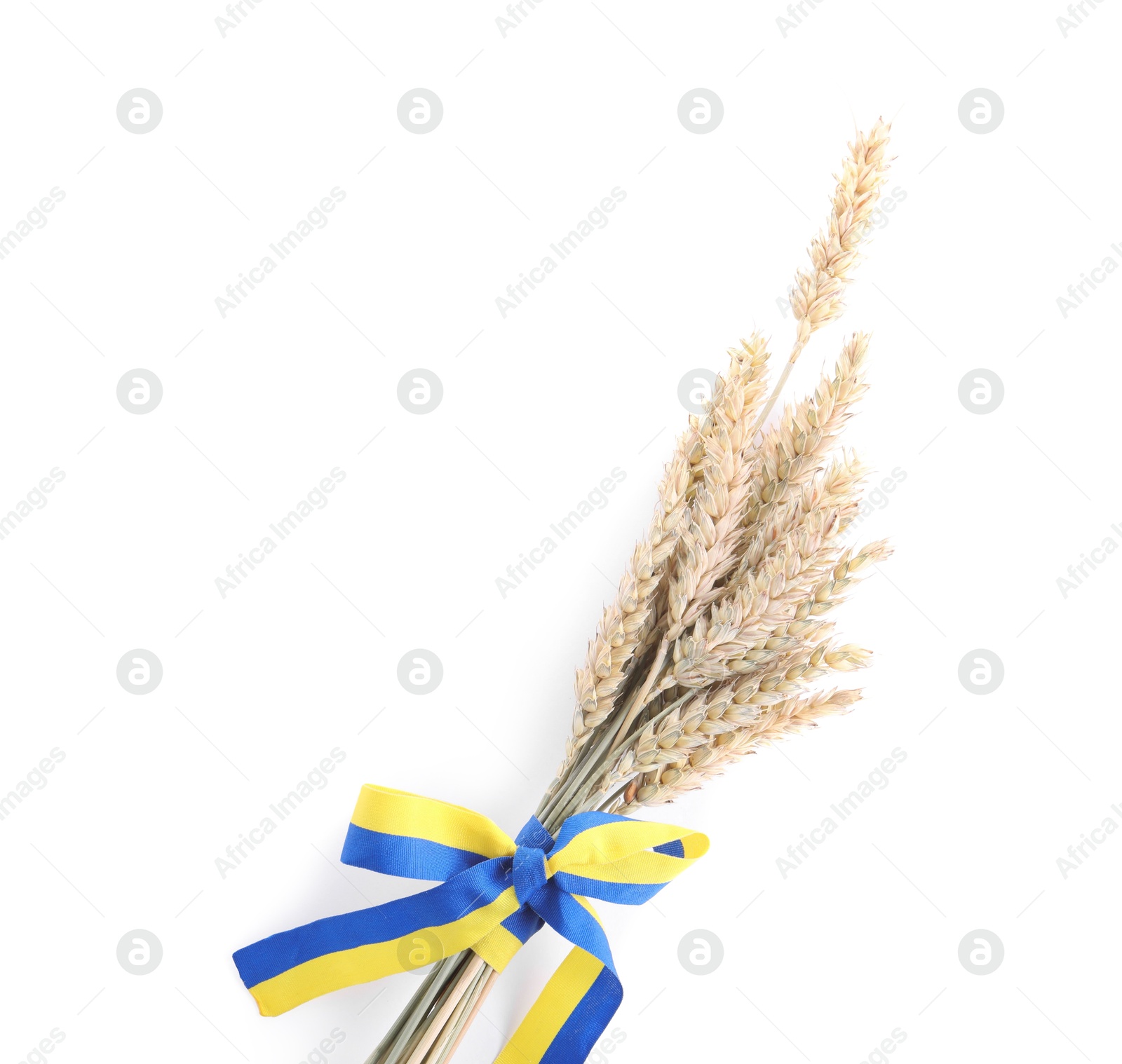 Photo of Ears of wheat with ribbon in colors of Ukrainian national flag isolated on white, top view