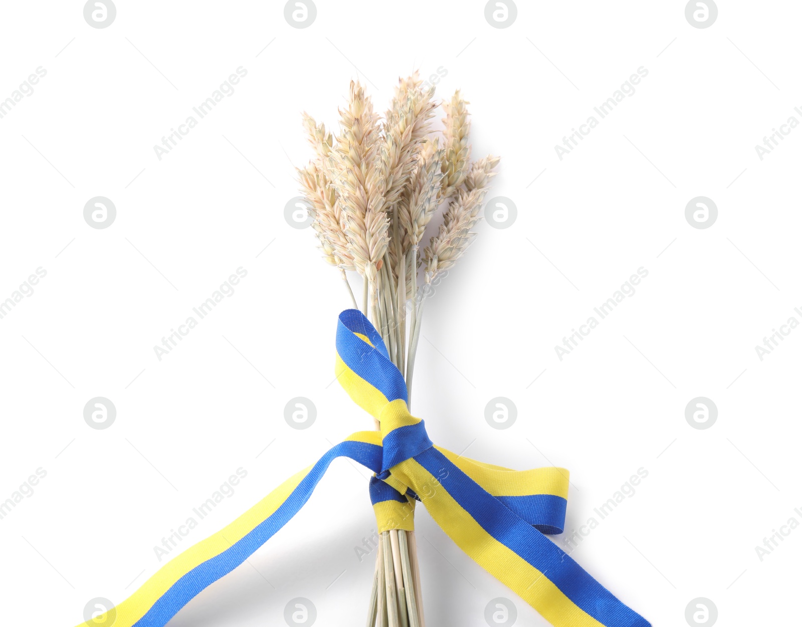 Photo of Ears of wheat with ribbon in colors of Ukrainian national flag isolated on white