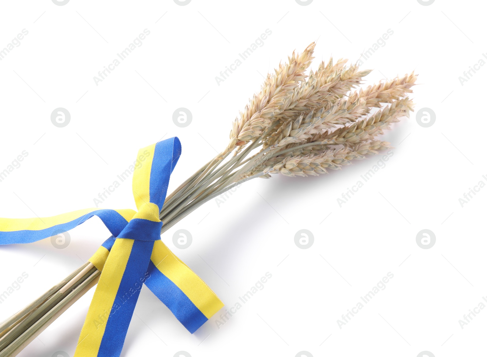 Photo of Ears of wheat with ribbon in colors of Ukrainian national flag isolated on white