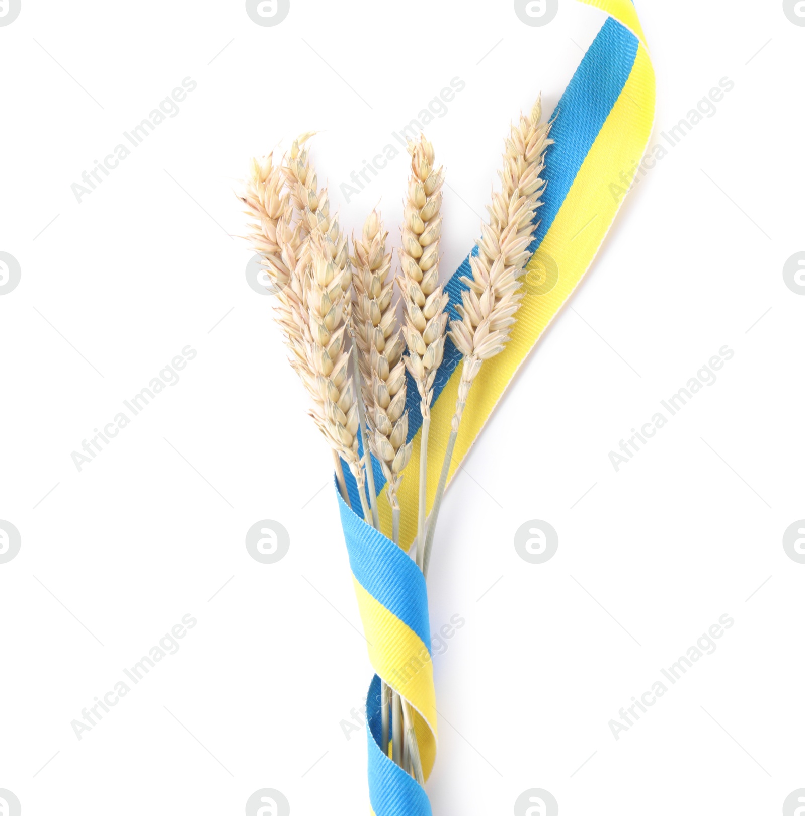 Photo of Ears of wheat with ribbon in colors of Ukrainian national flag isolated on white, top view