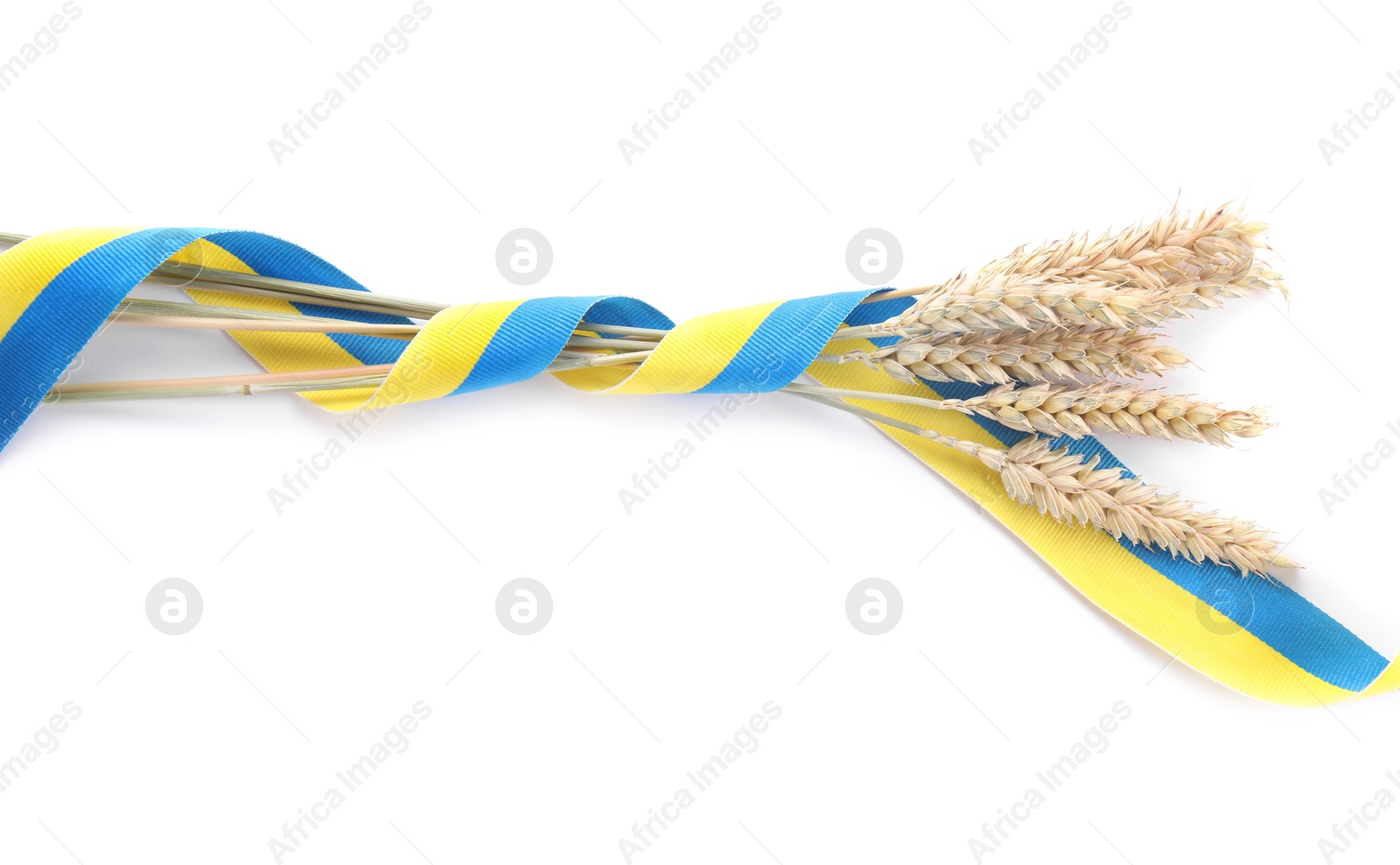 Photo of Ears of wheat with ribbon in colors of Ukrainian national flag isolated on white, top view