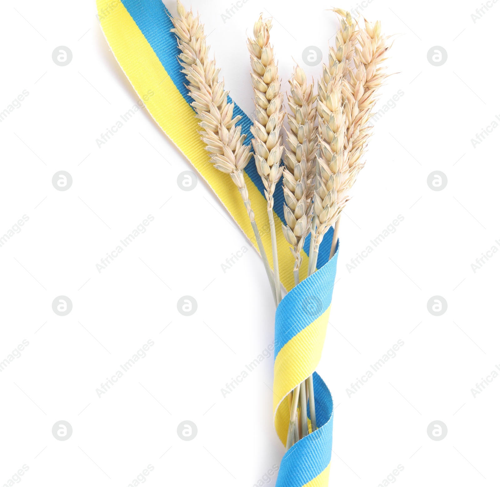 Photo of Ears of wheat with ribbon in colors of Ukrainian national flag isolated on white, top view