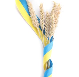 Ears of wheat with ribbon in colors of Ukrainian national flag isolated on white, top view