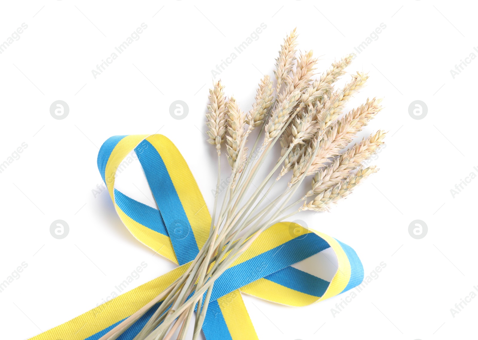 Photo of Ears of wheat with ribbon in colors of Ukrainian national flag isolated on white