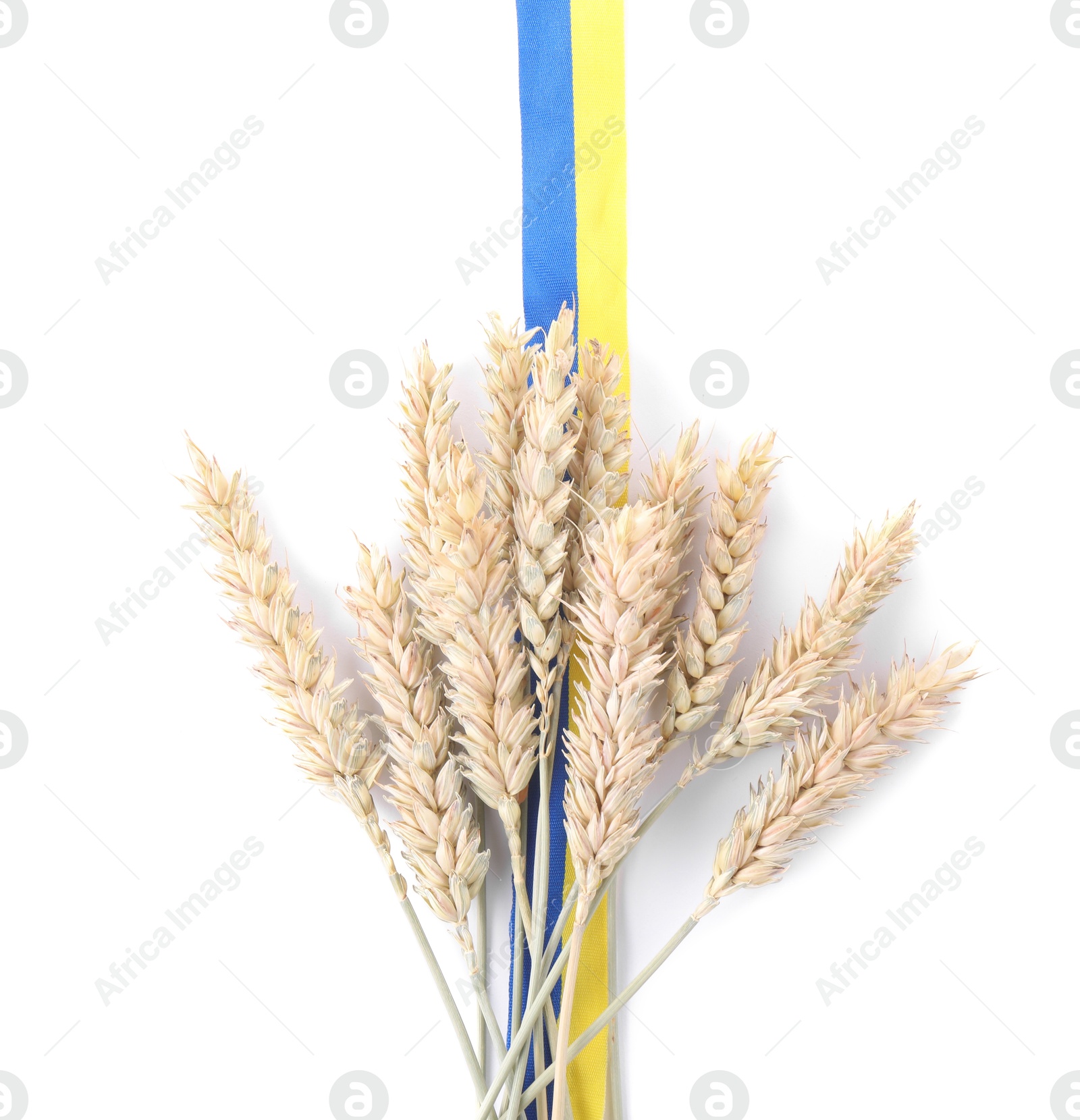 Photo of Ears of wheat with ribbon in colors of Ukrainian national flag isolated on white, top view