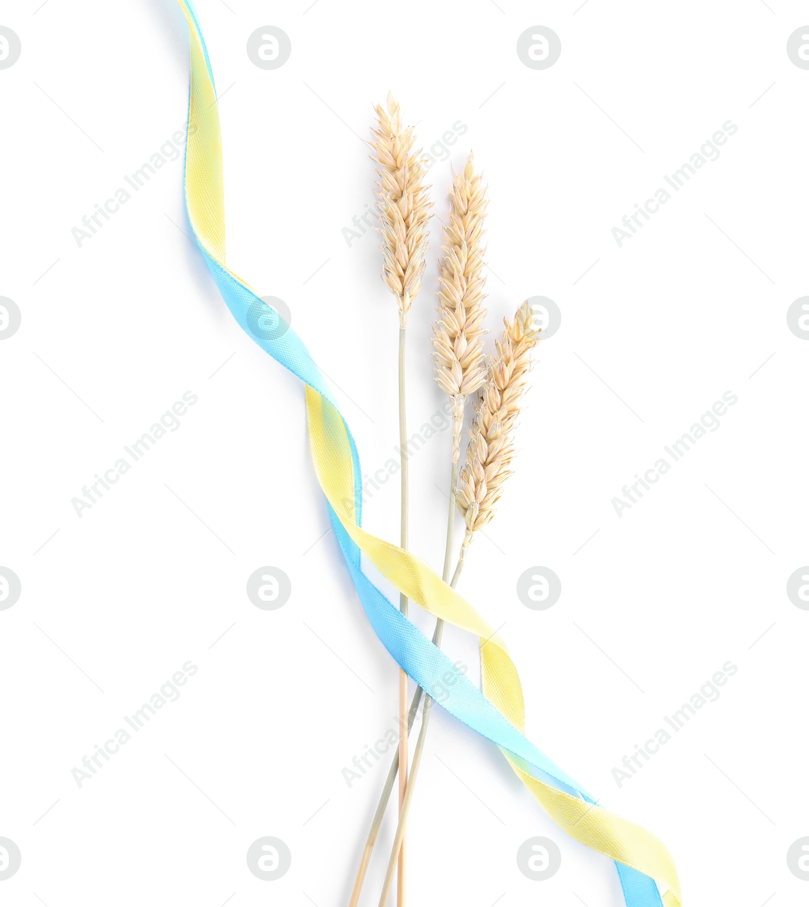 Photo of Ears of wheat with ribbons in colors of Ukrainian national flag isolated on white, top view