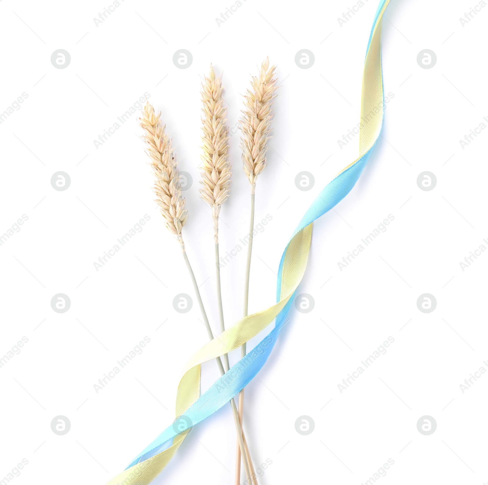 Photo of Ears of wheat with ribbons in colors of Ukrainian national flag isolated on white, top view