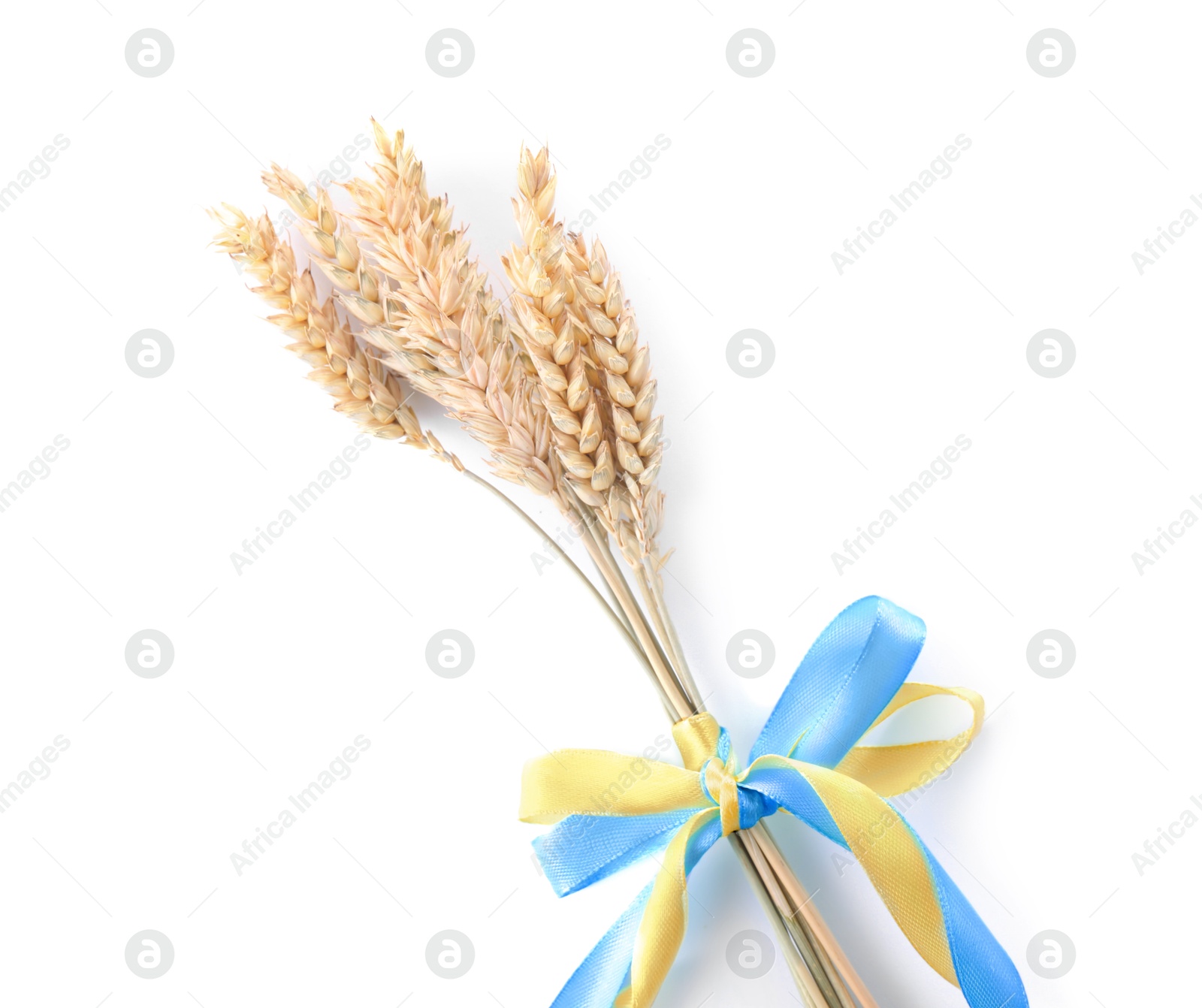 Photo of Ears of wheat with ribbons in colors of Ukrainian national flag isolated on white