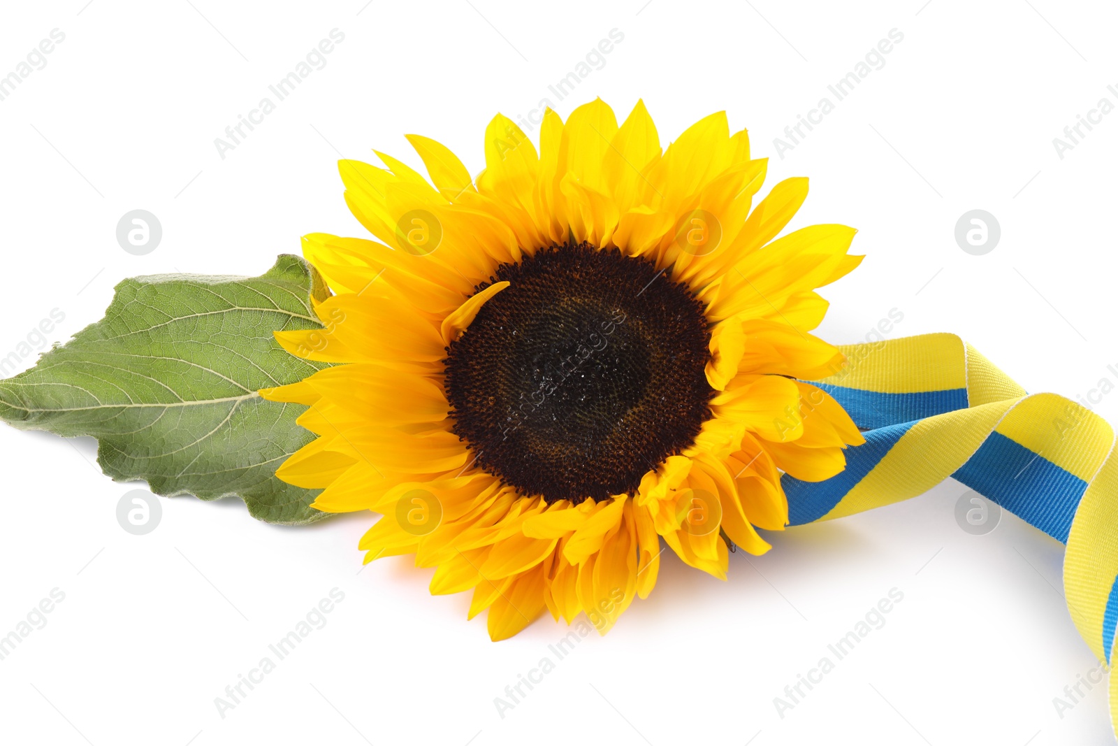 Photo of Sunflower, leaf and ribbon in colors of Ukrainian national flag isolated on white