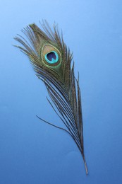 Photo of One beautiful peacock feather on blue background, top view