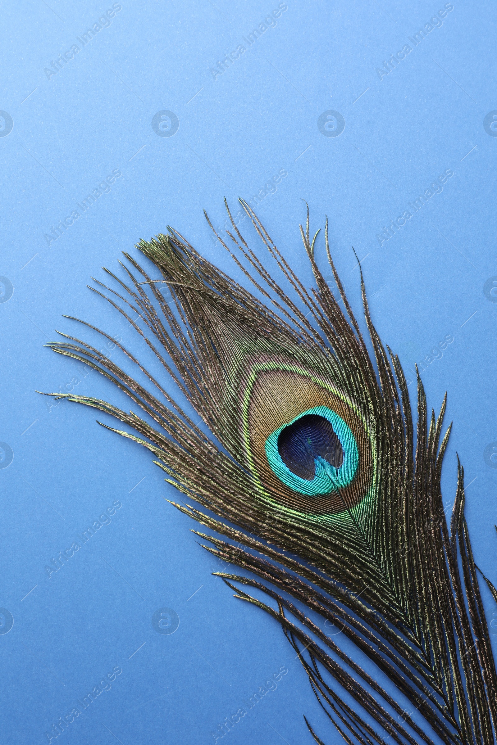 Photo of One beautiful peacock feather on blue background, top view