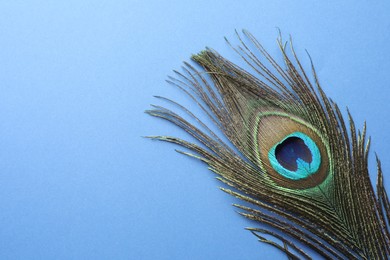 One beautiful peacock feather on blue background, top view. Space for text