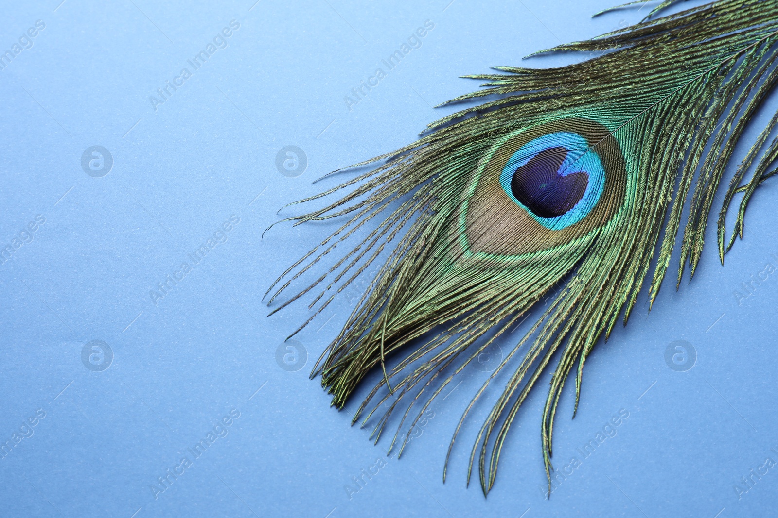 Photo of One beautiful peacock feather on blue background, top view. Space for text