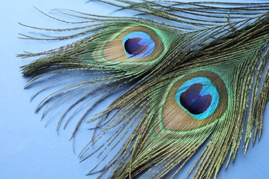 Photo of Two beautiful peacock feathers on blue background, closeup