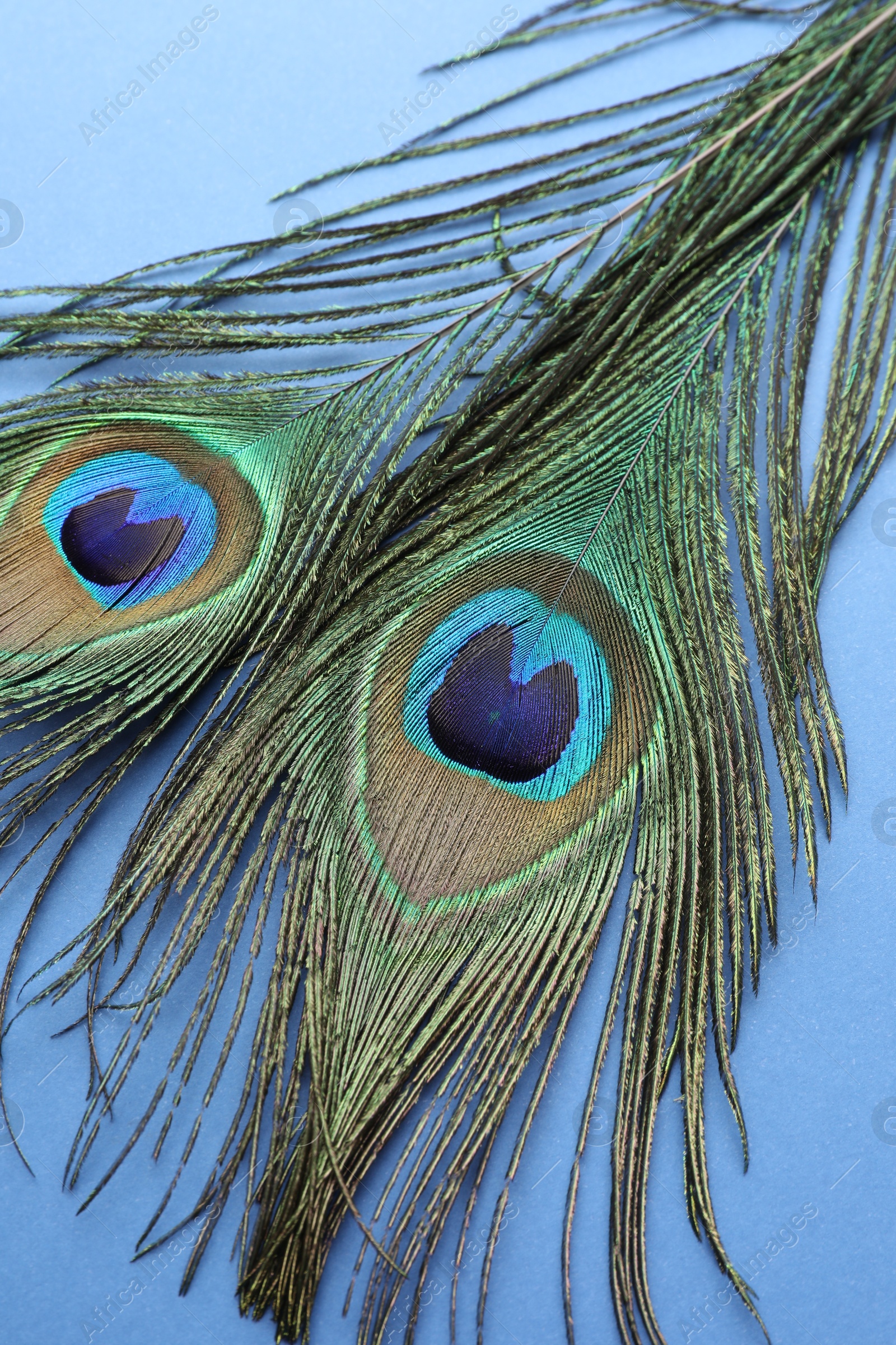 Photo of Two beautiful peacock feathers on blue background, closeup