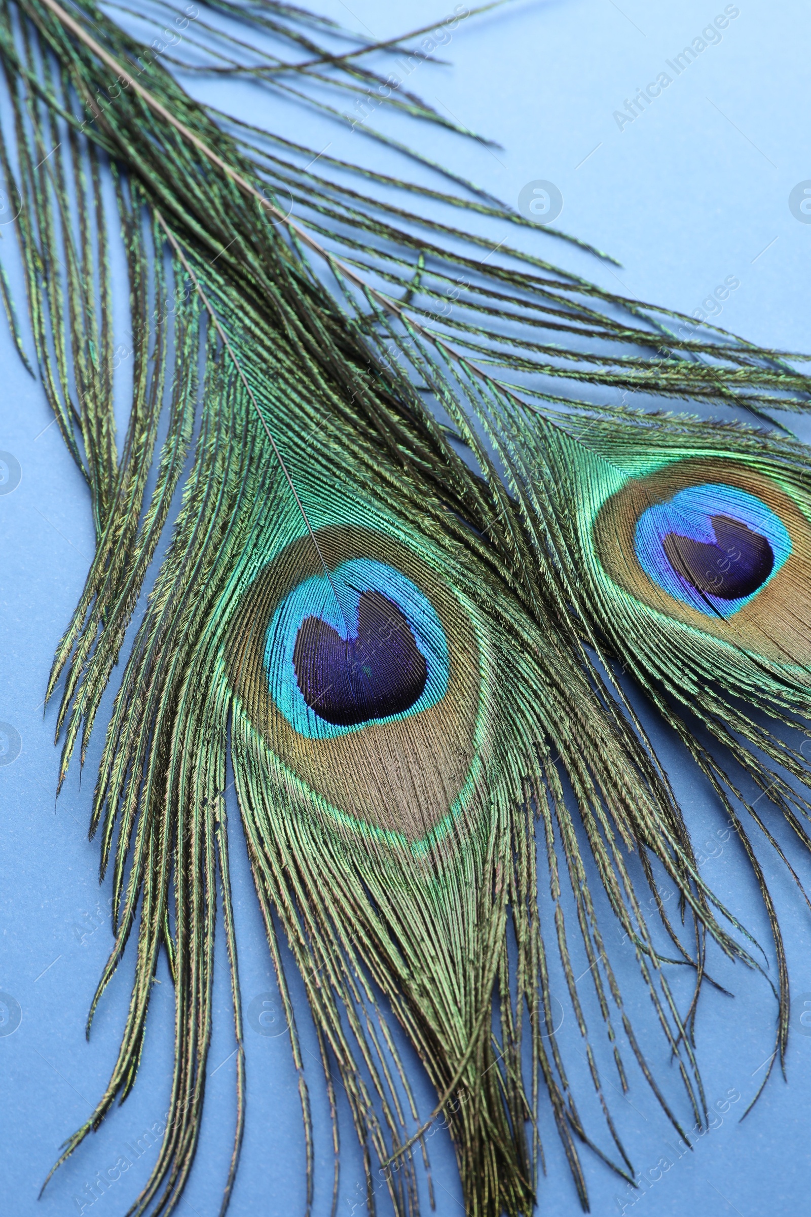 Photo of Two beautiful peacock feathers on blue background, closeup