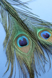 Two beautiful peacock feathers on blue background, closeup