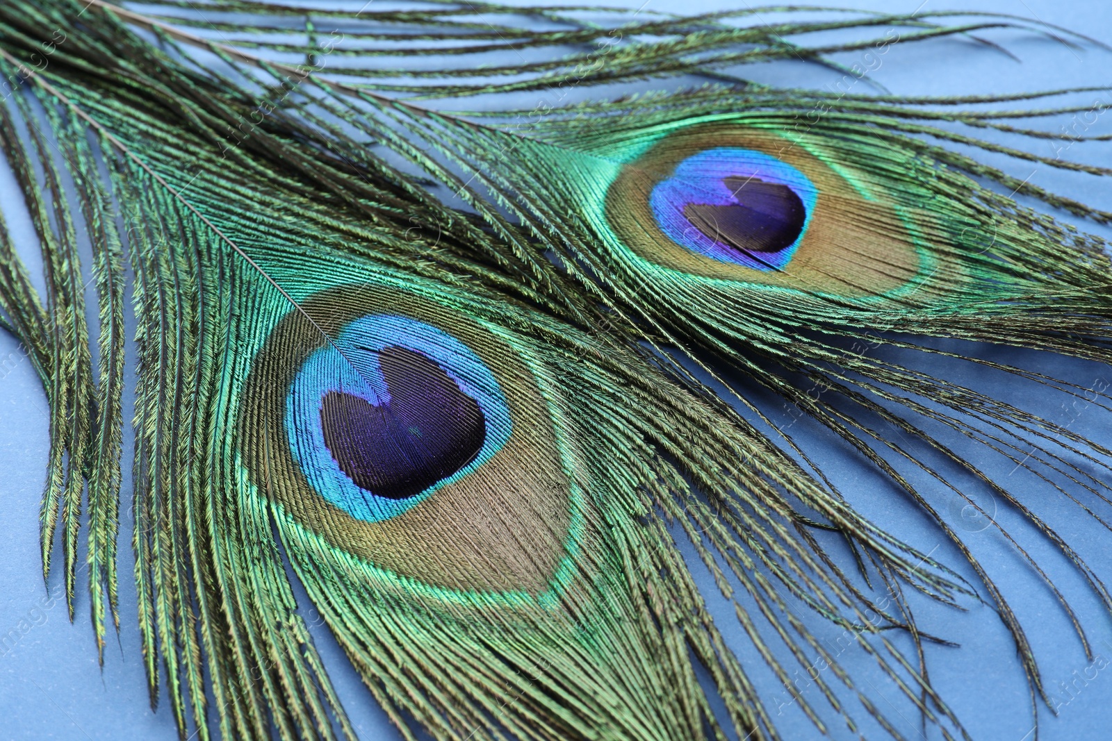 Photo of Two beautiful peacock feathers on blue background, closeup