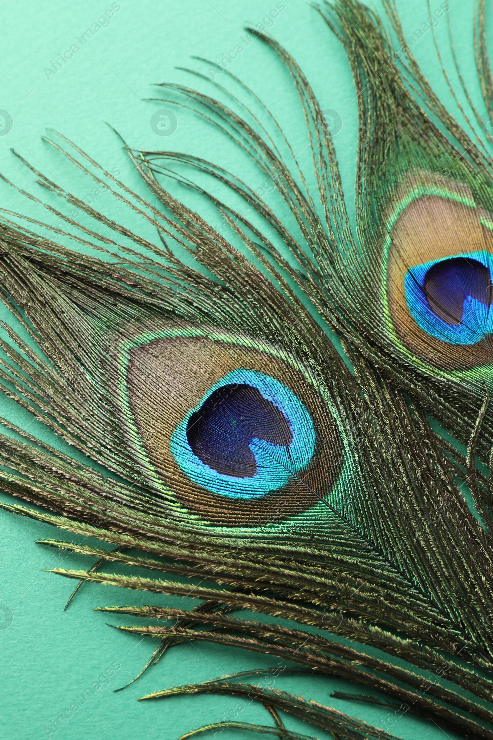 Photo of Two beautiful peacock feathers on turquoise background, closeup