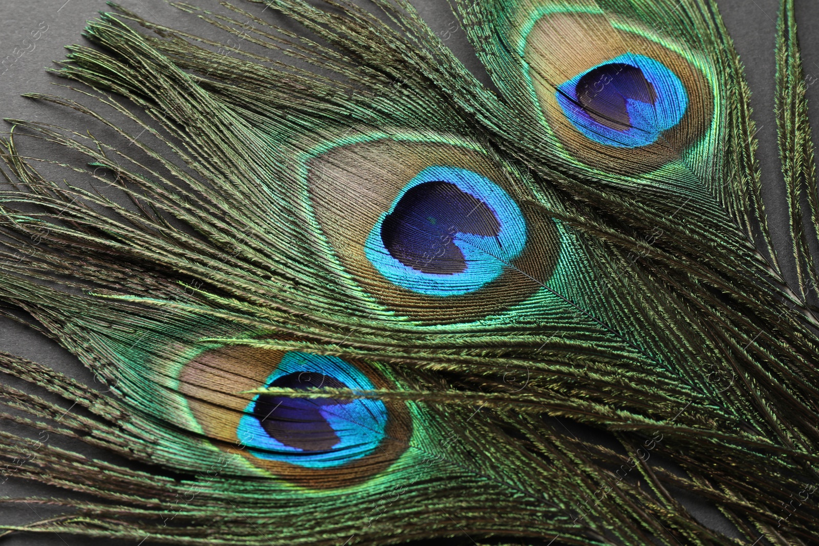 Photo of Many beautiful peacock feathers on black background, closeup