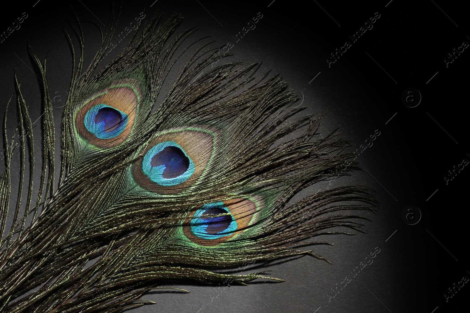 Photo of Many beautiful peacock feathers on black background, top view