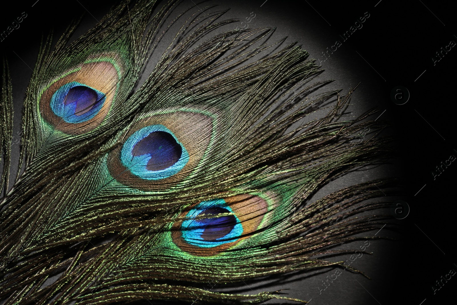 Photo of Many beautiful peacock feathers on black background, top view