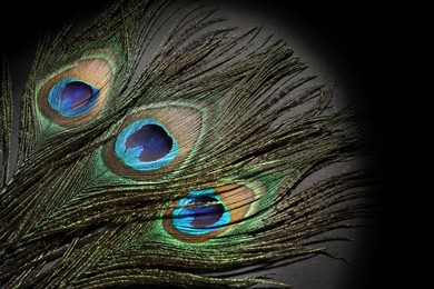 Many beautiful peacock feathers on black background, top view