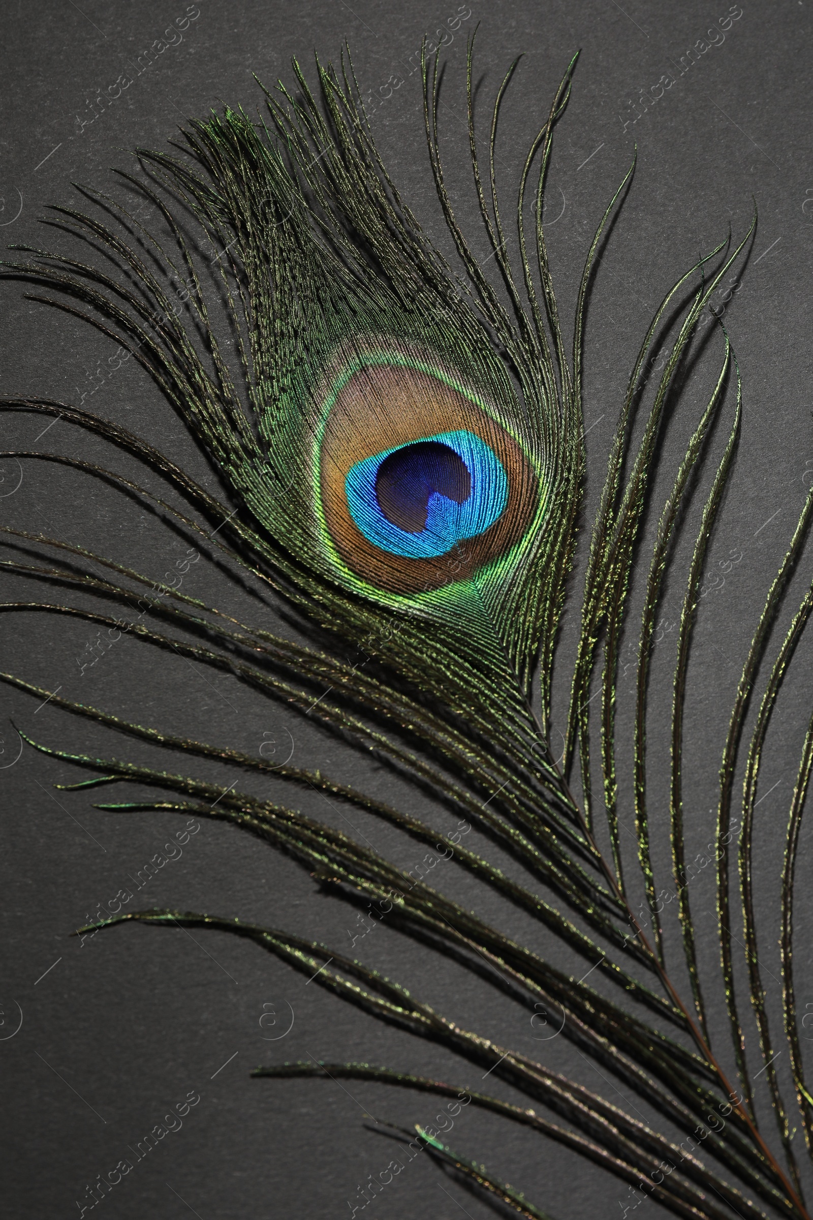 Photo of One beautiful peacock feather on black background, top view