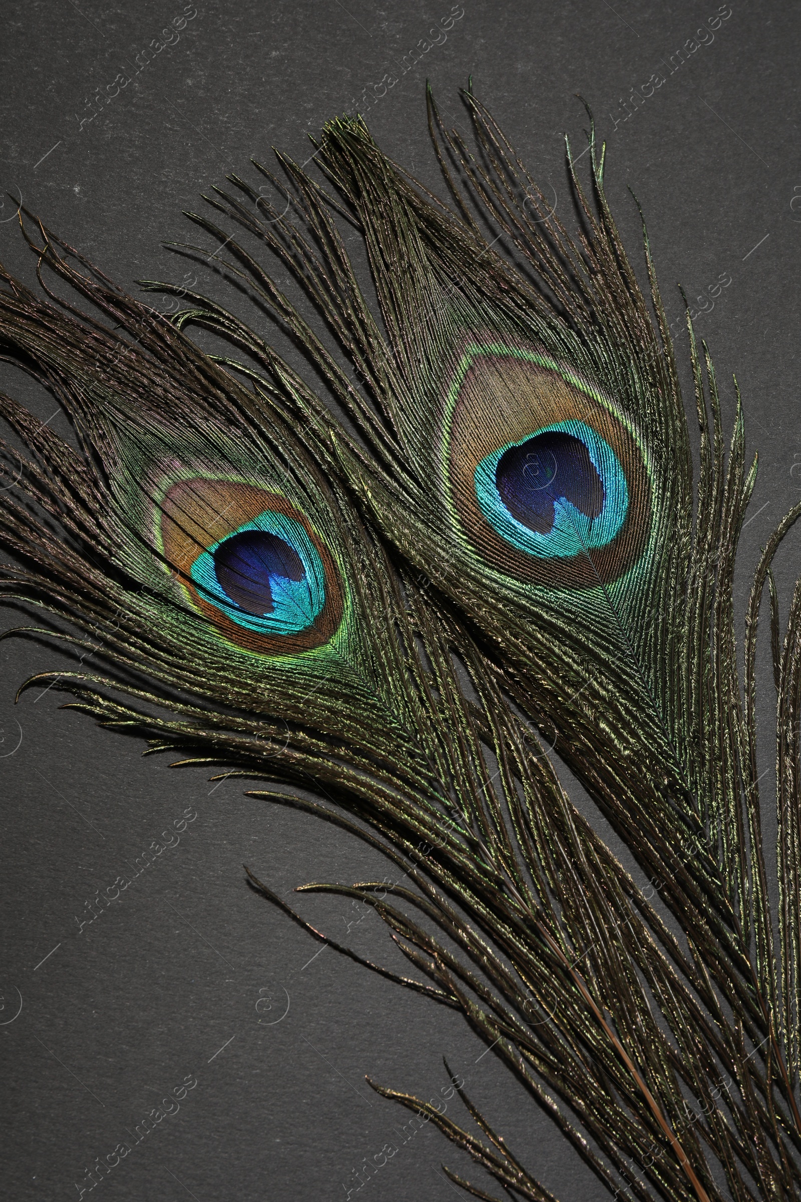 Photo of Two beautiful peacock feathers on black background, top view