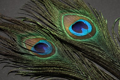 Two beautiful peacock feathers on black background, closeup