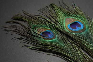 Two beautiful peacock feathers on black background, closeup