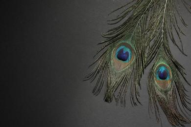 Photo of Two beautiful peacock feathers on black background, top view. Space for text