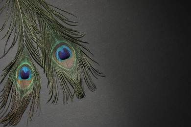 Photo of Two beautiful peacock feathers on black background, top view. Space for text