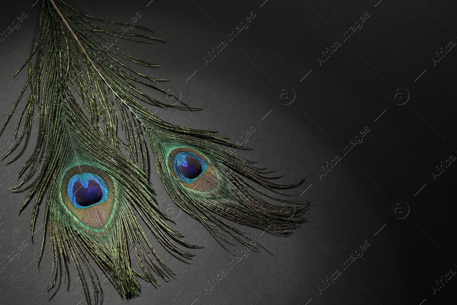 Photo of Two beautiful peacock feathers on black background, top view. Space for text