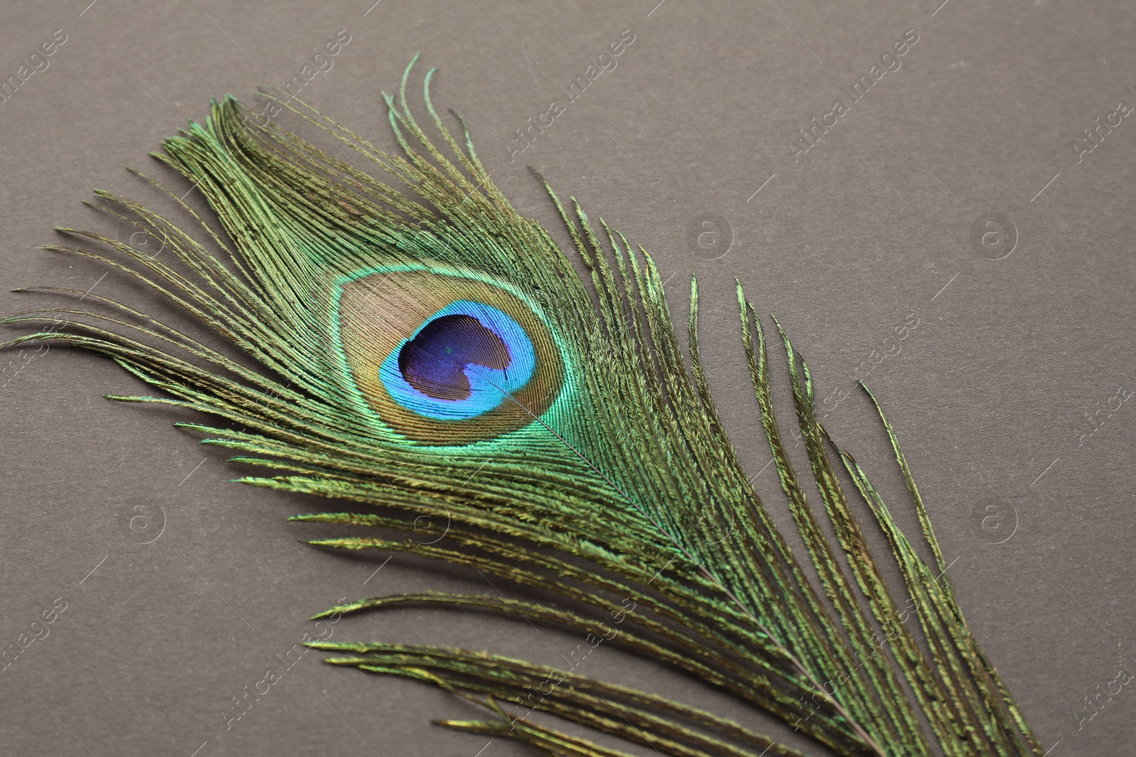 Photo of One beautiful peacock feather on dark grey background, closeup