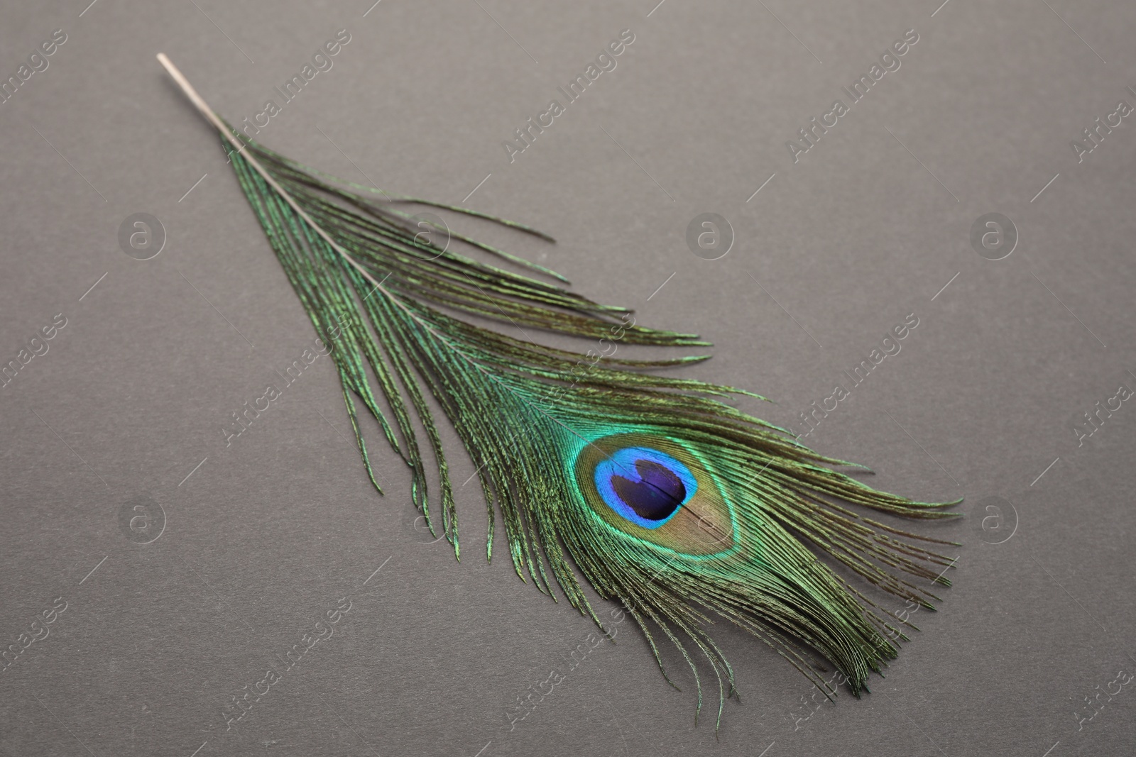 Photo of One beautiful peacock feather on dark grey background, top view